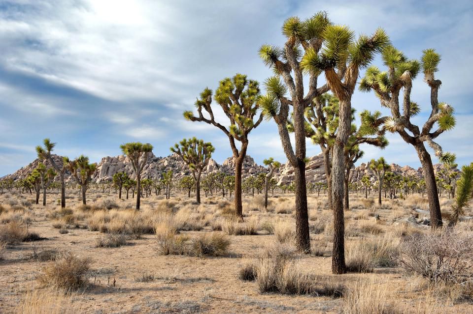 The Amazing World of Joshua Trees Zest and Curiosity